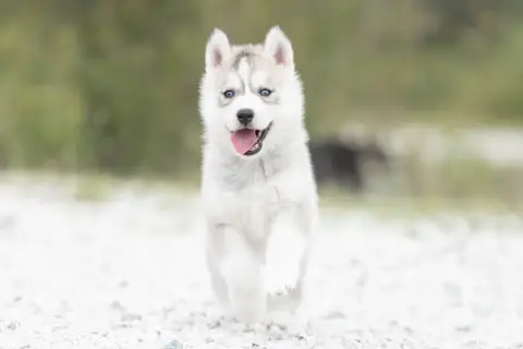Siberian Husky  Becky Zorsky