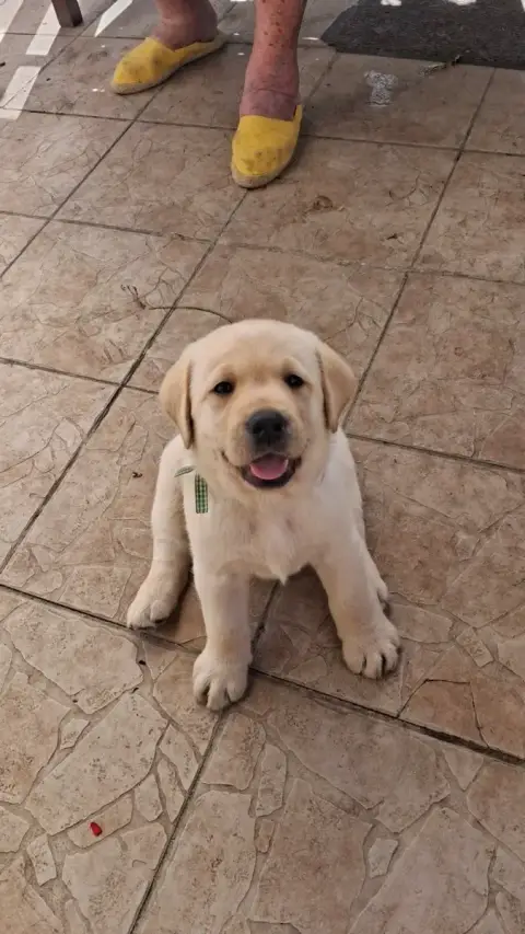 Labrador Retriever photo 2