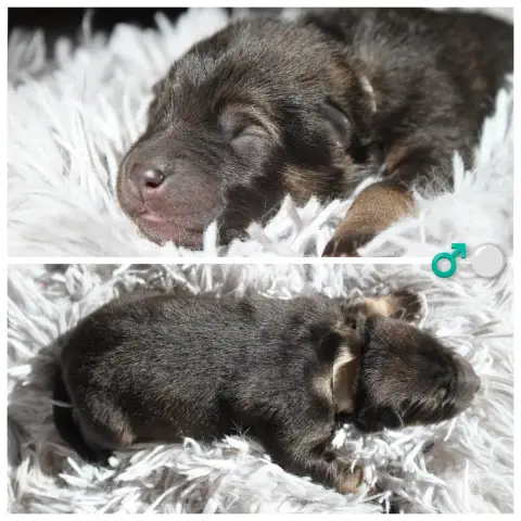 Eurasier  Chiot Blanc Du Mas De Gombourg