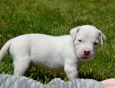 Dogo Argentino  Collier Orange Del Angel De Los Volca e0def photo 3