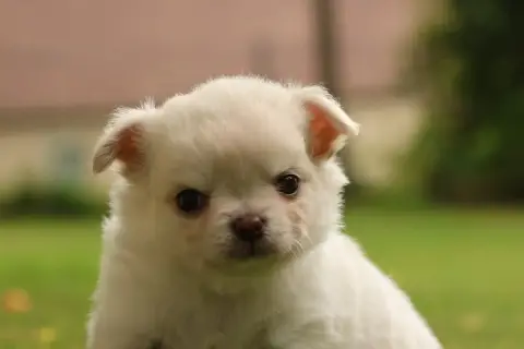 Chihuahua  Born To Be Alive "Byron" Des Gardiens D'Ha e07e7
