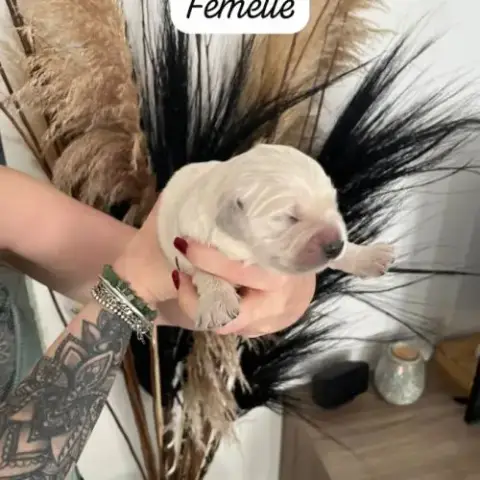 Chiots Golden Retriever Lof À Vendre