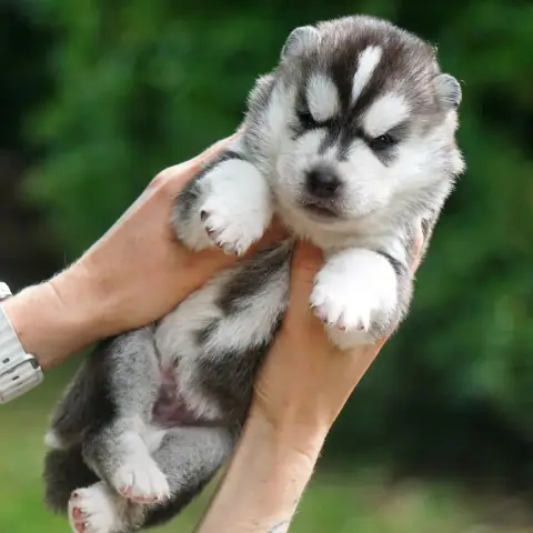 Siberian Husky  Bravo Sheldon Des Etoiles Des Glacier 20887