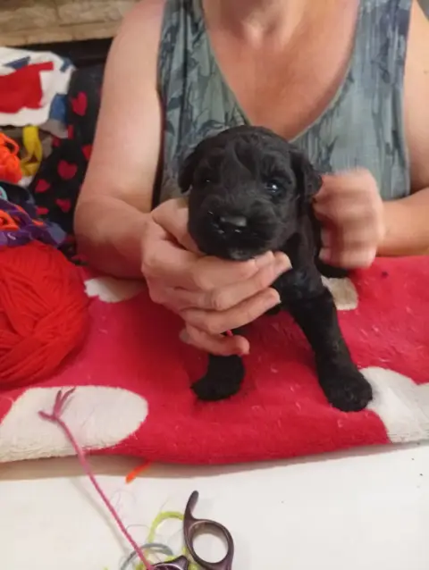 Kerry Blue Terrier  Bad Romance Des Hautes Terres D'A 89024