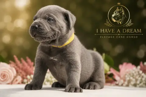 Cane Corso 
                        Collier Jaune I H bca43