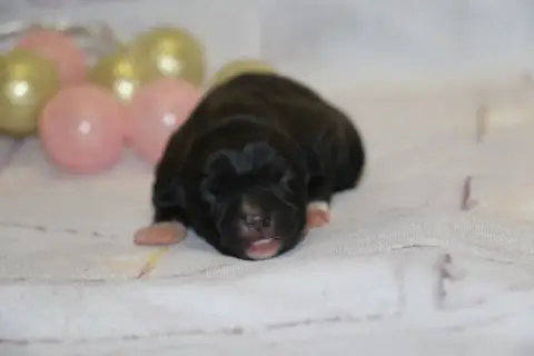 American Staffordshire Terrier  Noir Full Dream Of Wh 0e0e6