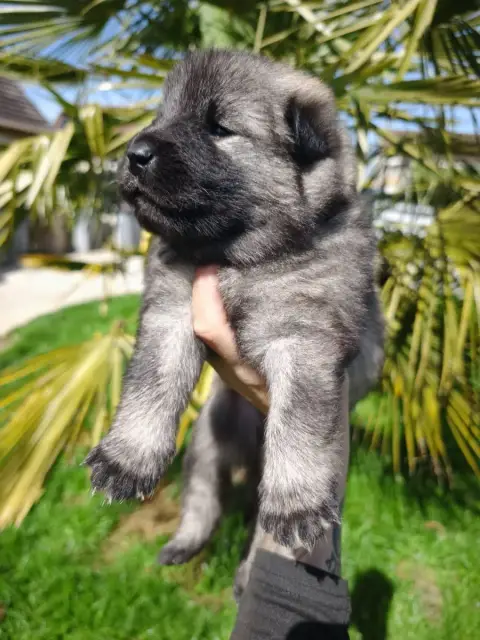 Eurasier  Jaune Des Cerberes De Gaïa