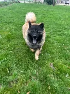 Eurasier  Alto Des Marais De Courmont photo 2