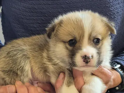 Welsh Corgi Pembroke  B... De Paline