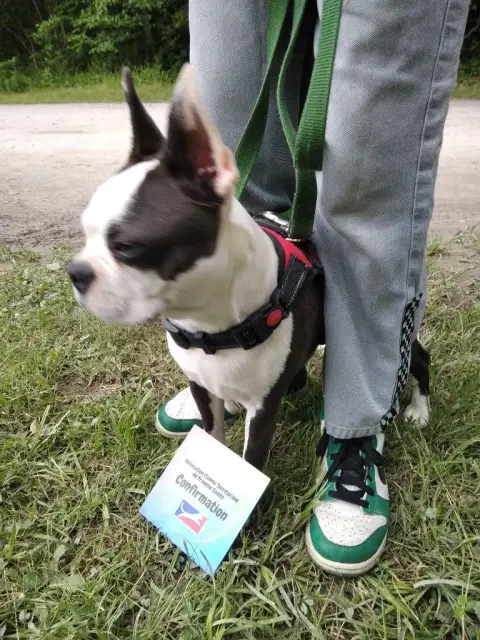 Boston Terrier  Chiot 3 photo 3