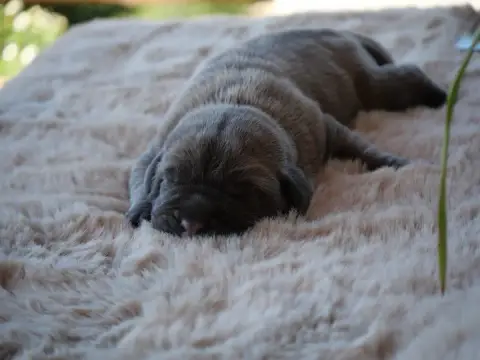 Cane Corso  Chiot 2 Des Monts D'Ardeche photo 2