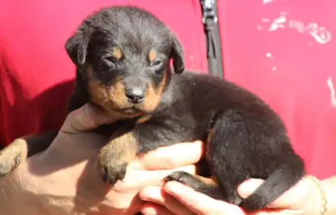 Berger De Beauce  Chiot 5 De Genevayse photo 2