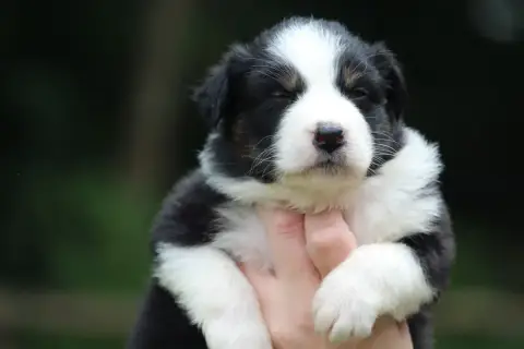 Berger Australien  Chiot N°7 De L'Orée Du Bois De La  1e7bd