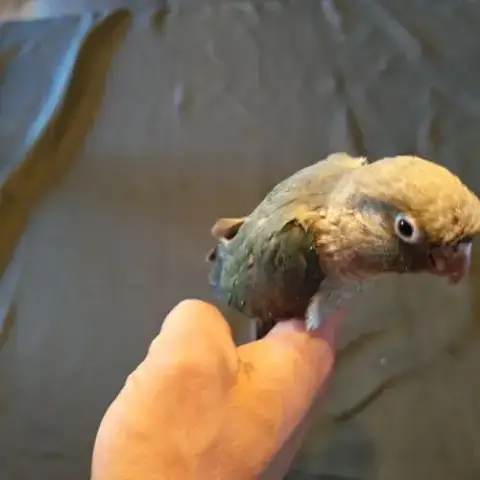 Femelle Conure Eam Opaline Cinamon