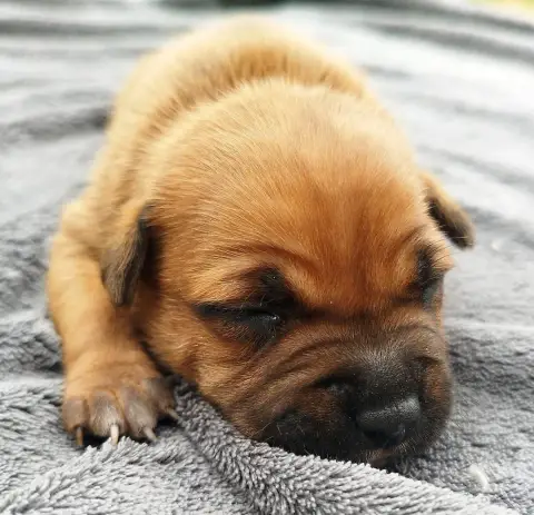 Staffordshire Bull Terrier  Chiot N°3 Everybody'S Got 1863e photo 2