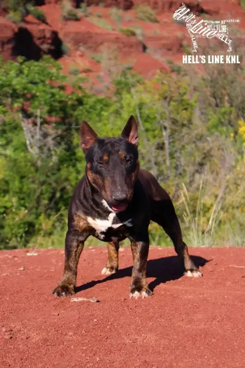 Bull Terrier Miniature  Baccara Hell'S Line photo 2