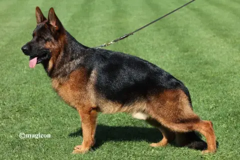 Berger Allemand  Chiot Ruban Marron Des Seigneurs Du  7f1dc photo 2