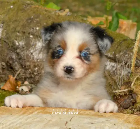 Berger Australien  Chiot N°8 Des Monts De La Gaya Sci 27caf