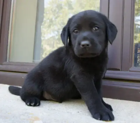 Labrador Retriever  Mn7 Des Assards De Pierregourde 247be