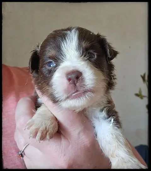 Berger Américain Miniature  Chiot N°3 Du Diamant Des  6b758