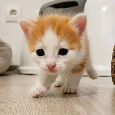 Chaton Biscoff