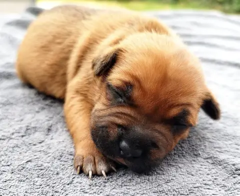 Staffordshire Bull Terrier  Chiot N°3 Everybody'S Got 1863e