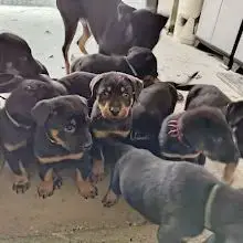 Magnifiques Chiots Beauceron