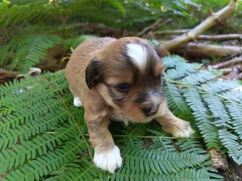 Bichon Havanais  Chiot N°3 Au Bonheur Des Canins