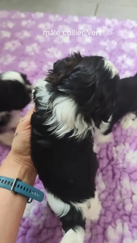Shih Tzu  Collier Vert Des Amours D'Arelaune photo 3