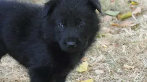 Berger Allemand  Chiot N°4 Du Glaive Noir