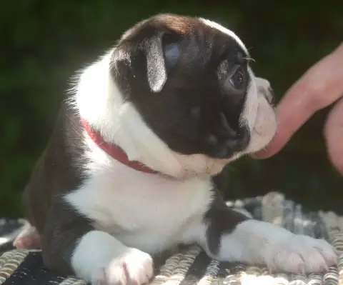 Boston Terrier  Basile De Sabbia Nera De Mondella photo 2