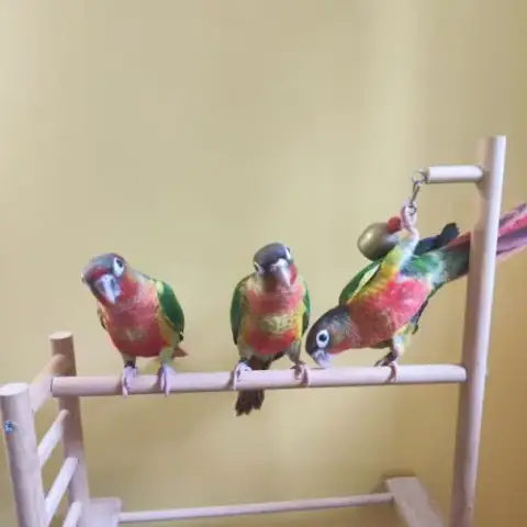Conure De Molina Opaline Eam