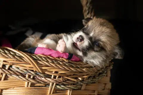 Welsh Corgi Pembroke  Chiot N°1 Du Mas De Canteperdri 5cc5e