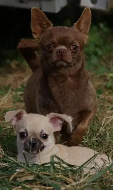 Chihuahua  B De La Nurserie De Nina photo 2