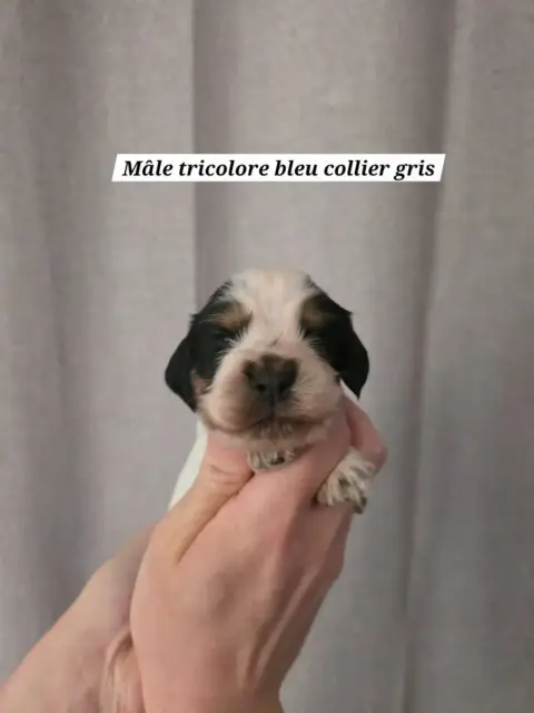 Cocker Spaniel Anglais  Collier Gris Du Domaine De L' 2cbc8