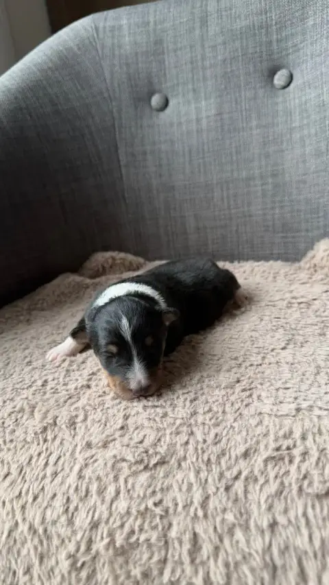 Shetland Sheepdog  Chiot 5 Du Banc Des Hermelles