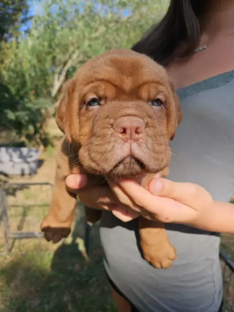 Adopter Dogue De Bordeaux 
                        Collier Bl 08fa1