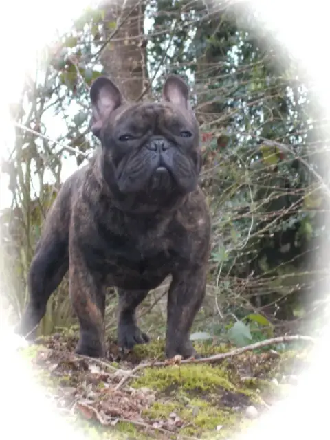 Bouledogue Français  Collier Bleu De L' Alzine De Sai a6ac7 photo 2