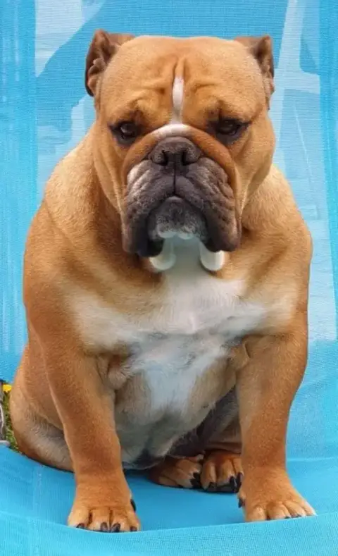 Bulldog Anglais  Baloo Des Bulls Of Seven Valleys photo 3