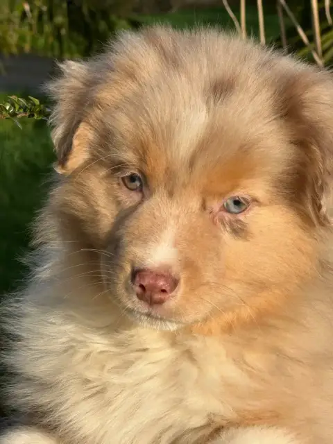 Berger Australien  Chiot 3 De L'Empereur Sirius photo 3