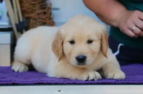 Golden Retriever  Chiot N°6 Bleu De Windy'Stia