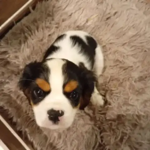 Chiot Cavalier King Charles Lof