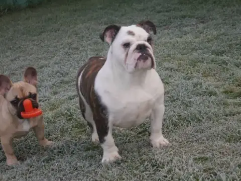 Bulldog Anglais  B Stocky Family photo 2