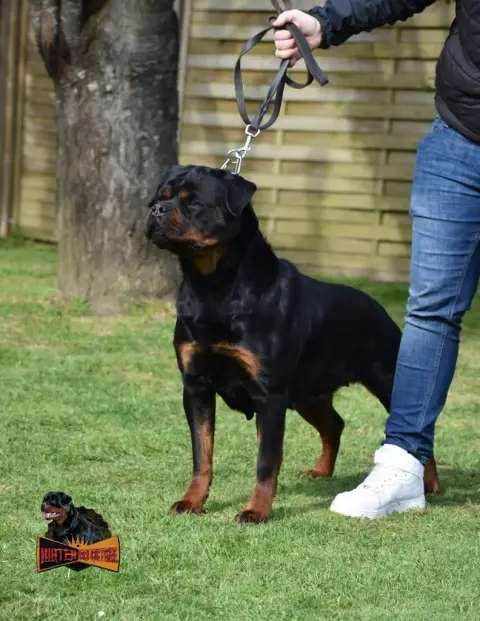 Rottweiler  Collier Beige De La Tour Gelee photo 3