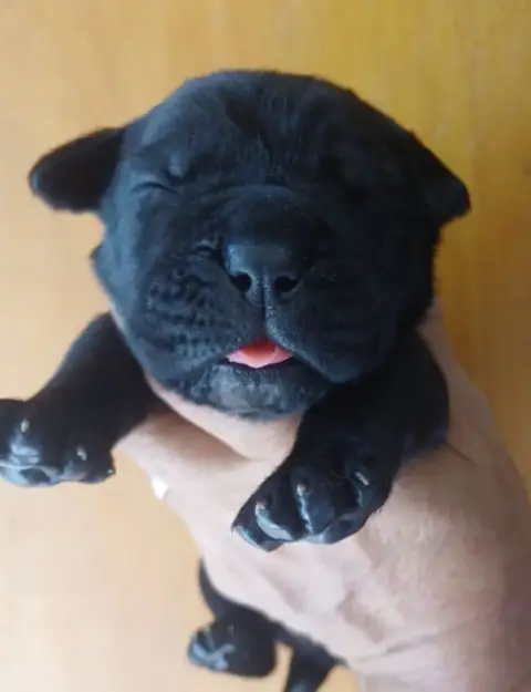 Cane Corso  Male Noir Collier Bleu Foncé Des Abysses  d9711