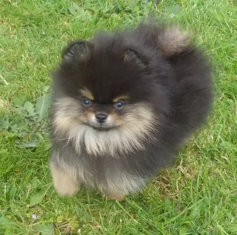 Spitz Allemand  Bandit Des Petits Ecureuils photo 2
