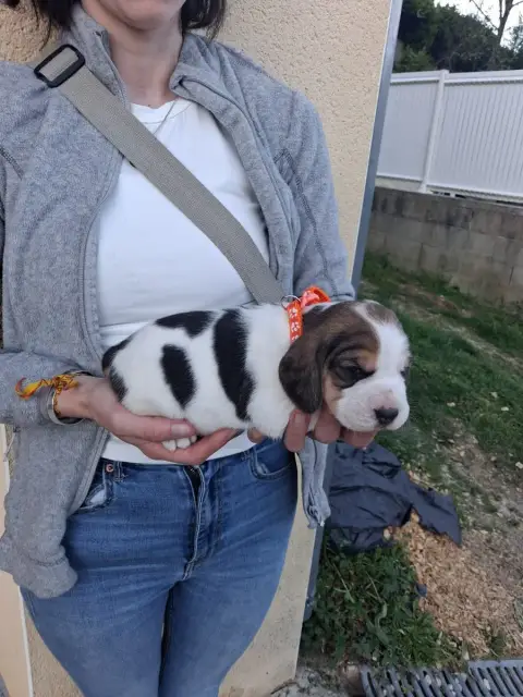 Beagle  Chiot N°4 Des Meneurs D'Ariege photo 2