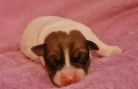 Jack Russell Terrier