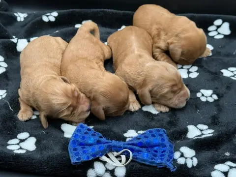 Cocker Spaniel Anglais  Chiot N°3 Des Joyaux Des Ki M f5fc1