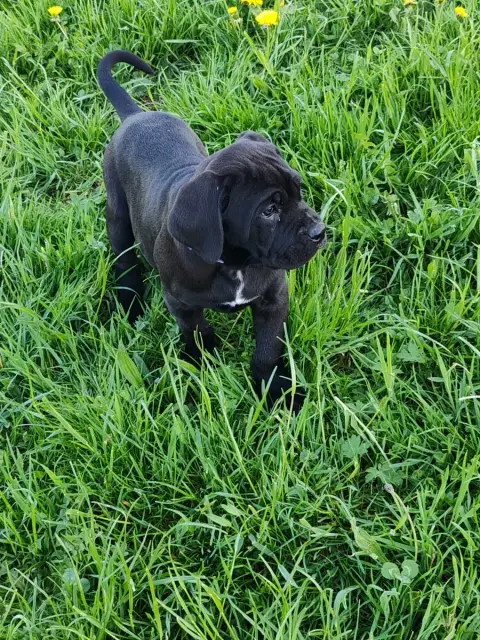 Cane Corso  Bosko Des Gardiens De Lennantony photo 2